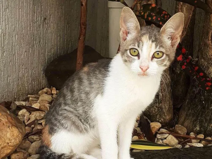 Gato raça srd idade 2 a 6 meses nome Meggie