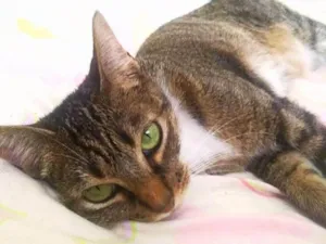 Gato raça srd idade 3 anos nome Chanel