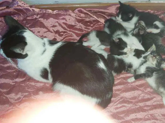 Gato ra a Sem raça definida  idade Abaixo de 2 meses nome Sem nomes 