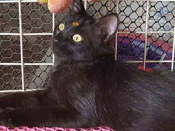 Gato raça SRD  idade 2 a 6 meses nome Pantera