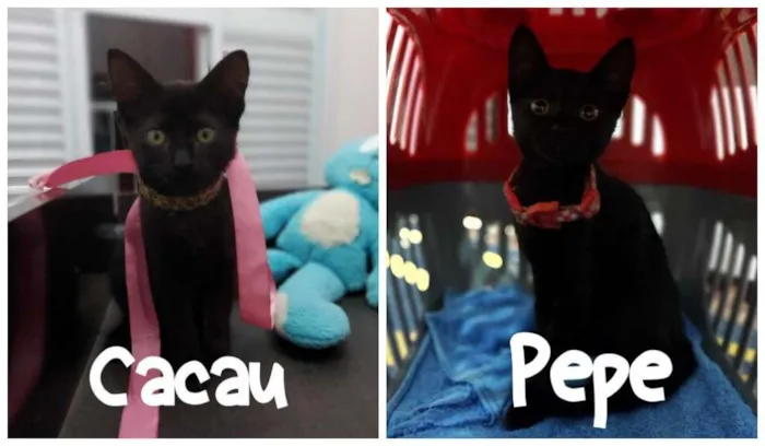 Gato ra a SRD-ViraLata idade 2 a 6 meses nome Pepe e Cacau