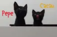 Pepe e Cacau