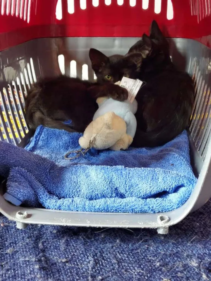 Gato ra a SRD-ViraLata idade 2 a 6 meses nome Pepe e Cacau