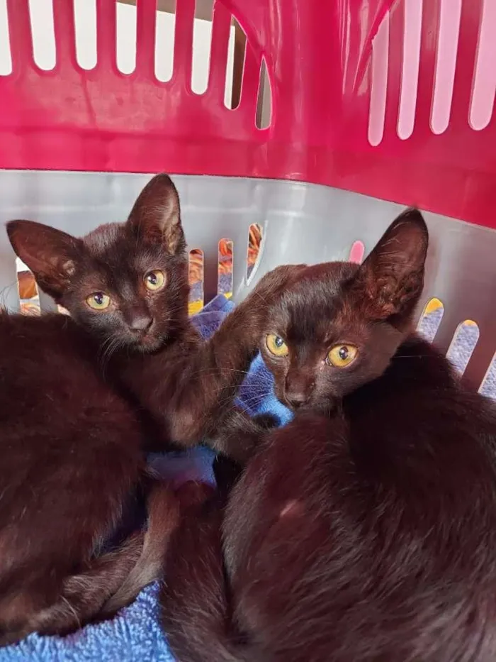 Gato ra a SRD-ViraLata idade 2 a 6 meses nome Pepe e Cacau