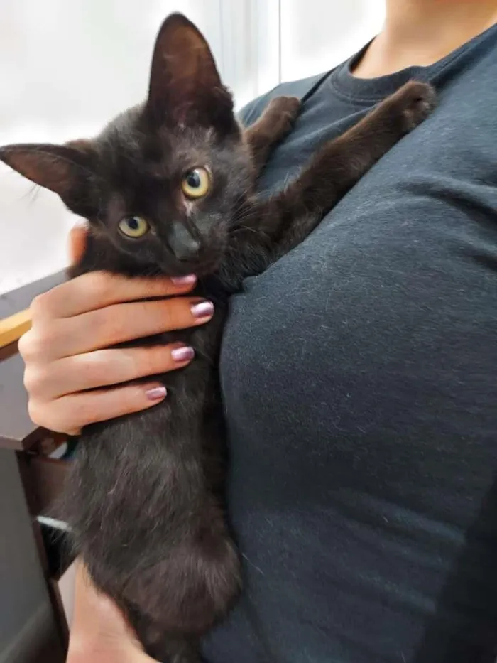 Gato ra a SRD-ViraLata idade 2 a 6 meses nome Pepe e Cacau