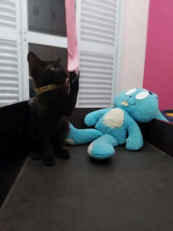 Gato ra a SRD-ViraLata idade 2 a 6 meses nome Pepe e Cacau
