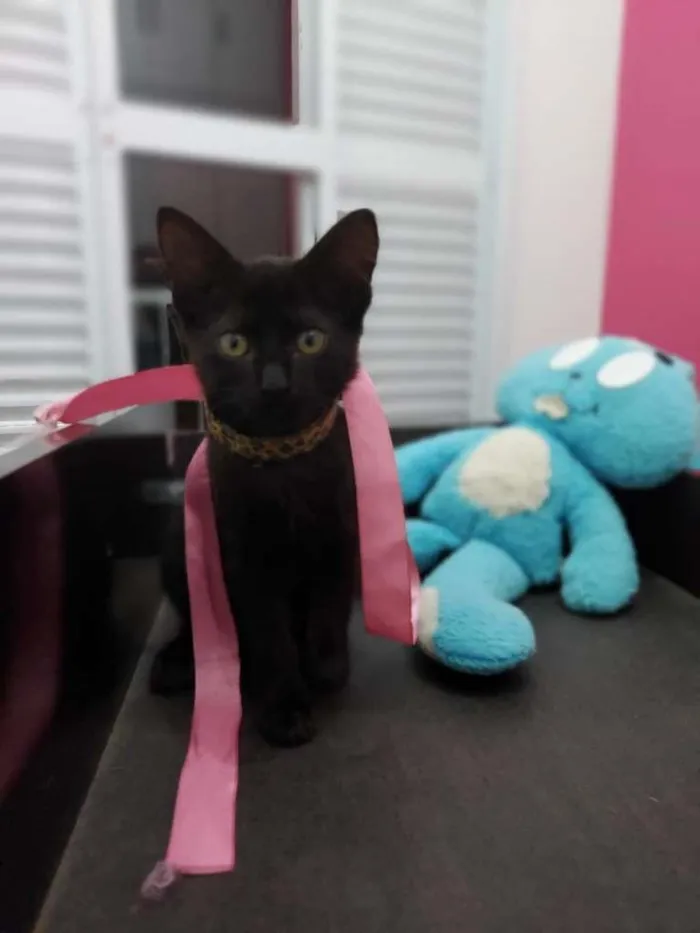 Gato ra a SRD-ViraLata idade 2 a 6 meses nome Pepe e Cacau