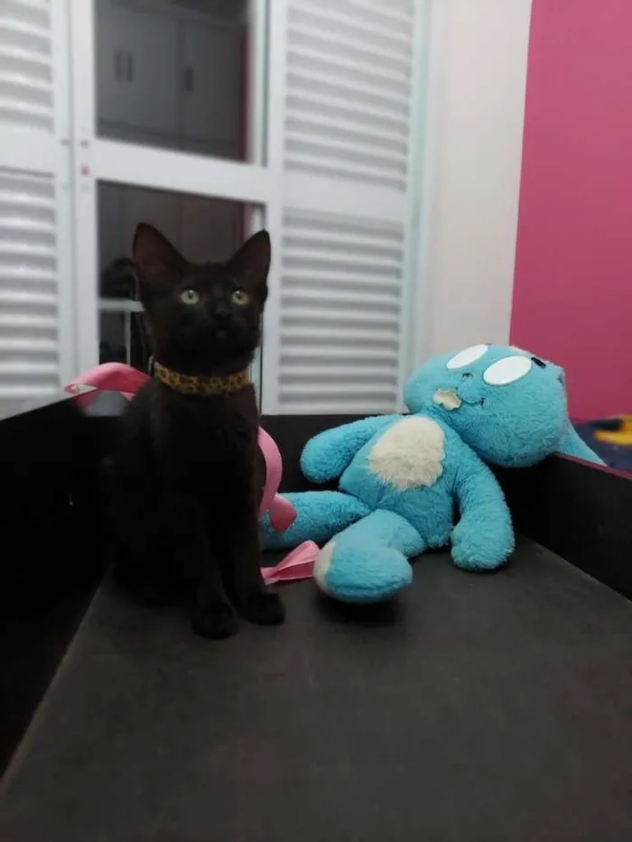 Gato ra a SRD-ViraLata idade 2 a 6 meses nome Pepe e Cacau