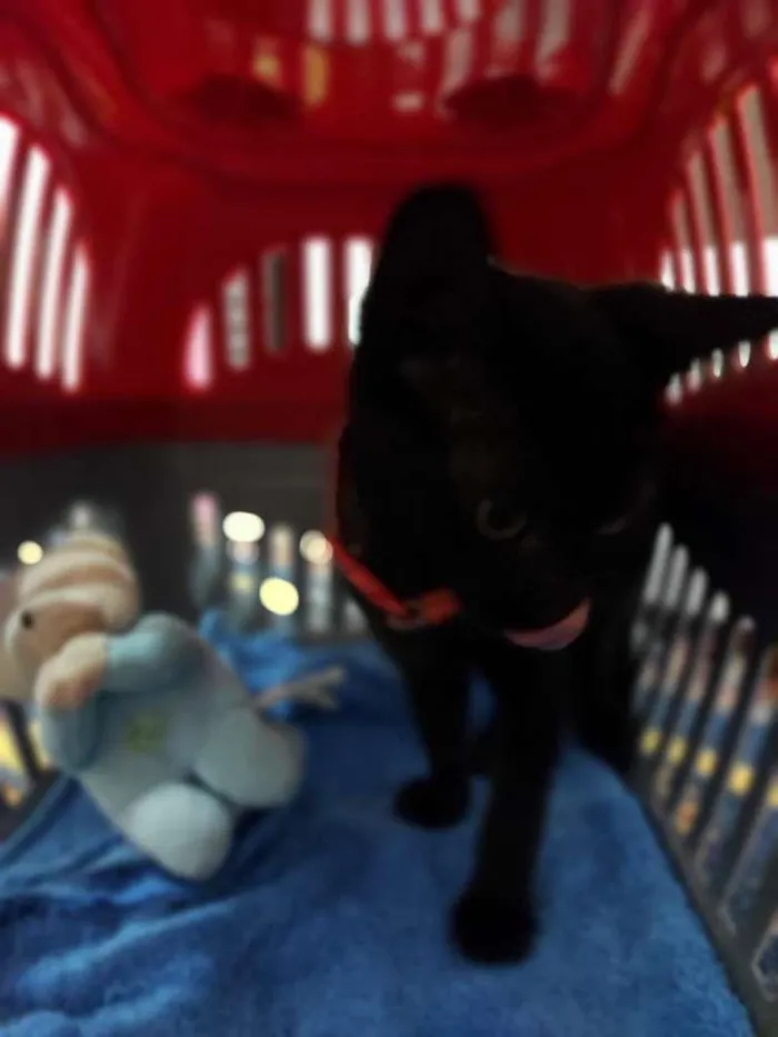 Gato ra a SRD-ViraLata idade 2 a 6 meses nome Pepe e Cacau