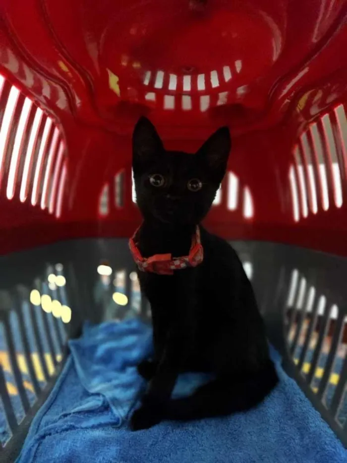 Gato ra a SRD-ViraLata idade 2 a 6 meses nome Pepe e Cacau