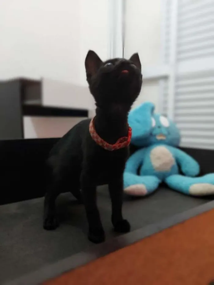 Gato ra a SRD-ViraLata idade 2 a 6 meses nome Pepe e Cacau