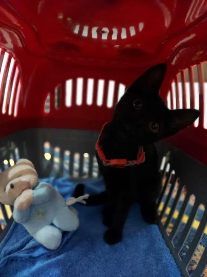 Gato ra a SRD-ViraLata idade 2 a 6 meses nome Pepe e Cacau