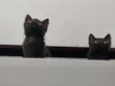Pepe e Cacau