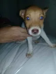 Fofa