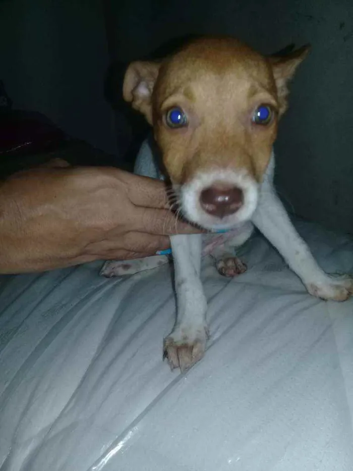 Cachorro ra a Vira - lata  idade 2 a 6 meses nome Fofa