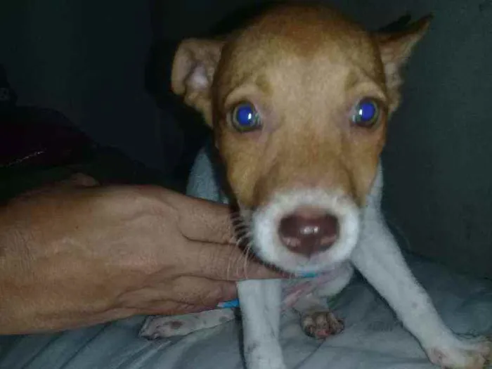 Cachorro ra a Vira - lata  idade 2 a 6 meses nome Fofa