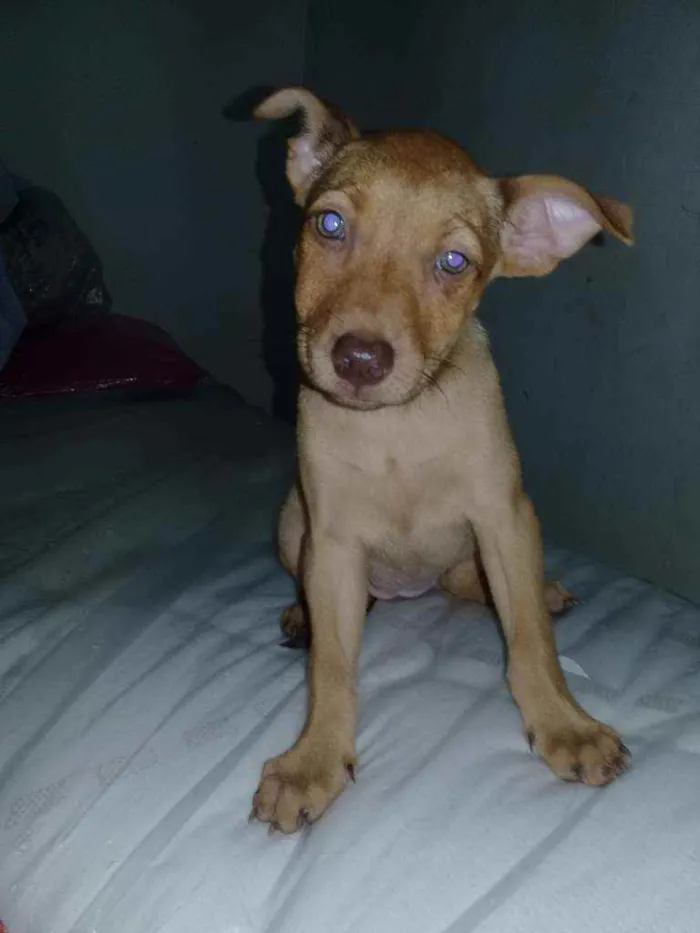 Cachorro ra a Vira - lata idade 2 a 6 meses nome Mel