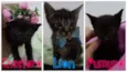 Bebês cats