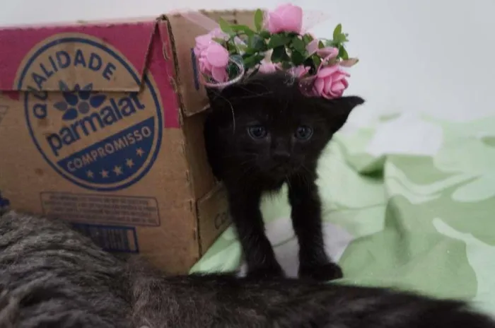 Gato ra a SRD-ViraLata idade Abaixo de 2 meses nome Bebês cats