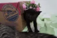 Bebês cats