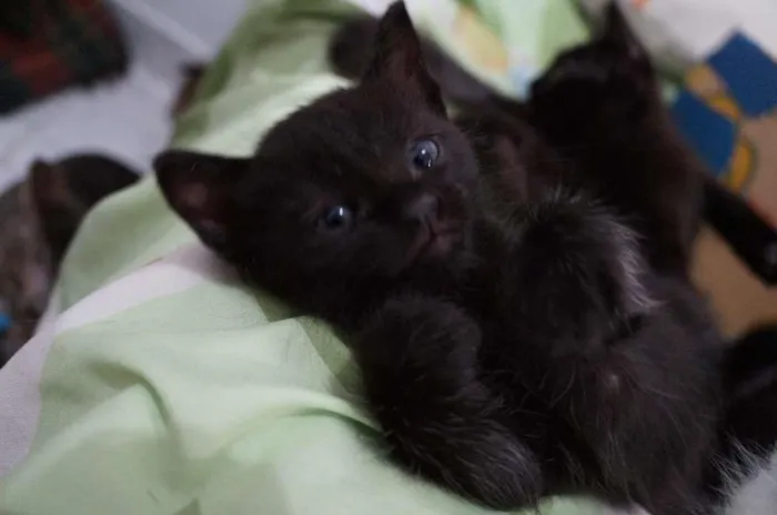Gato ra a SRD-ViraLata idade Abaixo de 2 meses nome Bebês cats