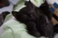 Bebês cats