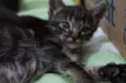Bebês cats