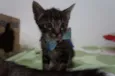 Bebês cats