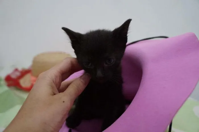 Gato ra a SRD-ViraLata idade Abaixo de 2 meses nome Bebês cats