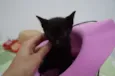 Bebês cats