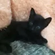 Bebês cats