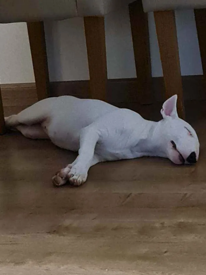 Cachorro raça Bull Terrier idade 2 a 6 meses nome Zara