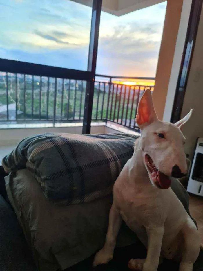 Cachorro raça Bull Terrier idade 2 a 6 meses nome Zara