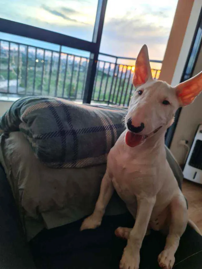 Cachorro raça Bull Terrier idade 2 a 6 meses nome Zara