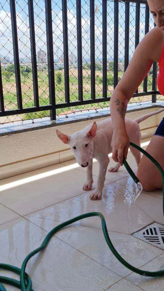 Cachorro raça Bull Terrier idade 2 a 6 meses nome Zara