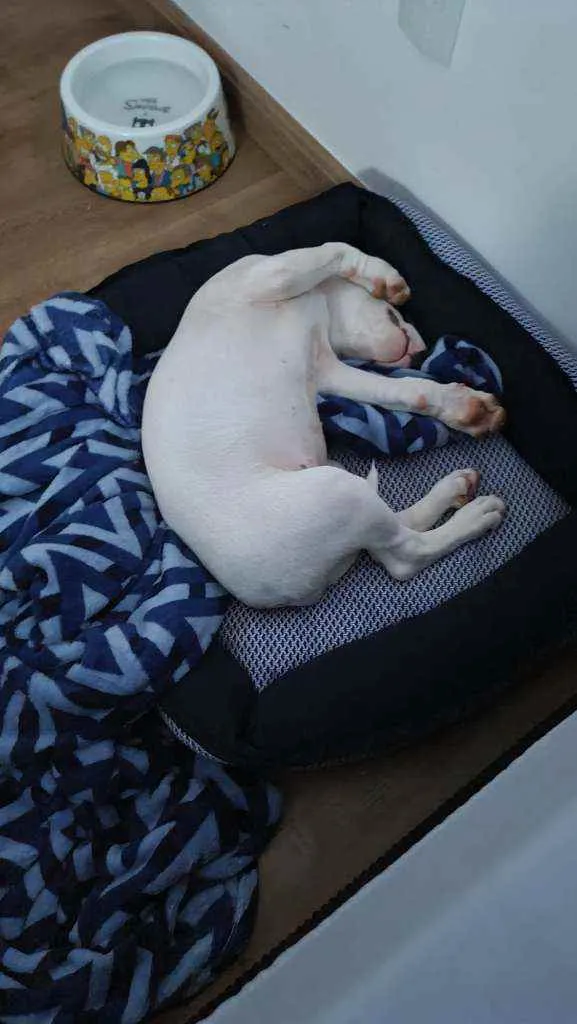 Cachorro raça Bull Terrier idade 2 a 6 meses nome Zara