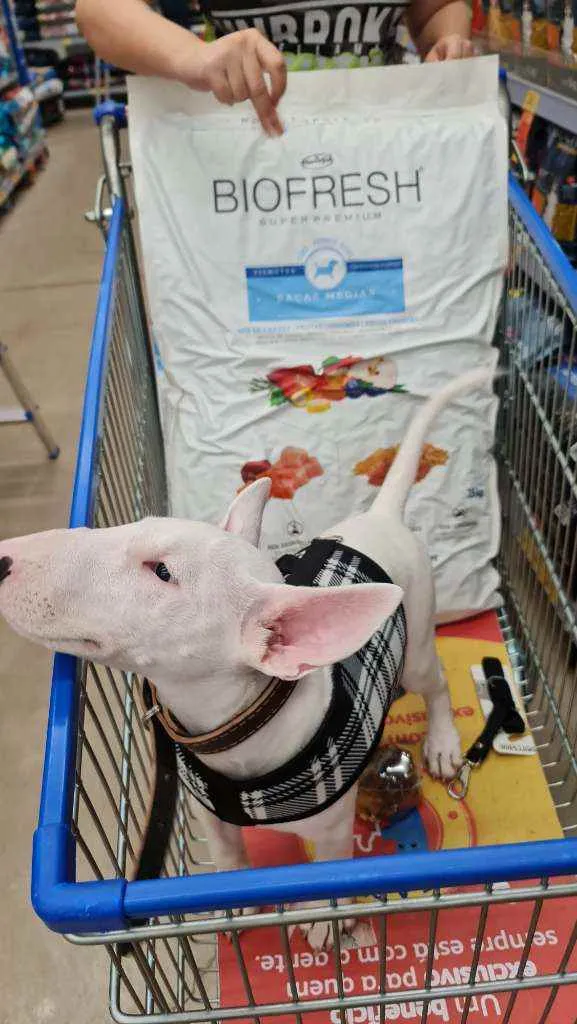 Cachorro raça Bull Terrier idade 2 a 6 meses nome Zara