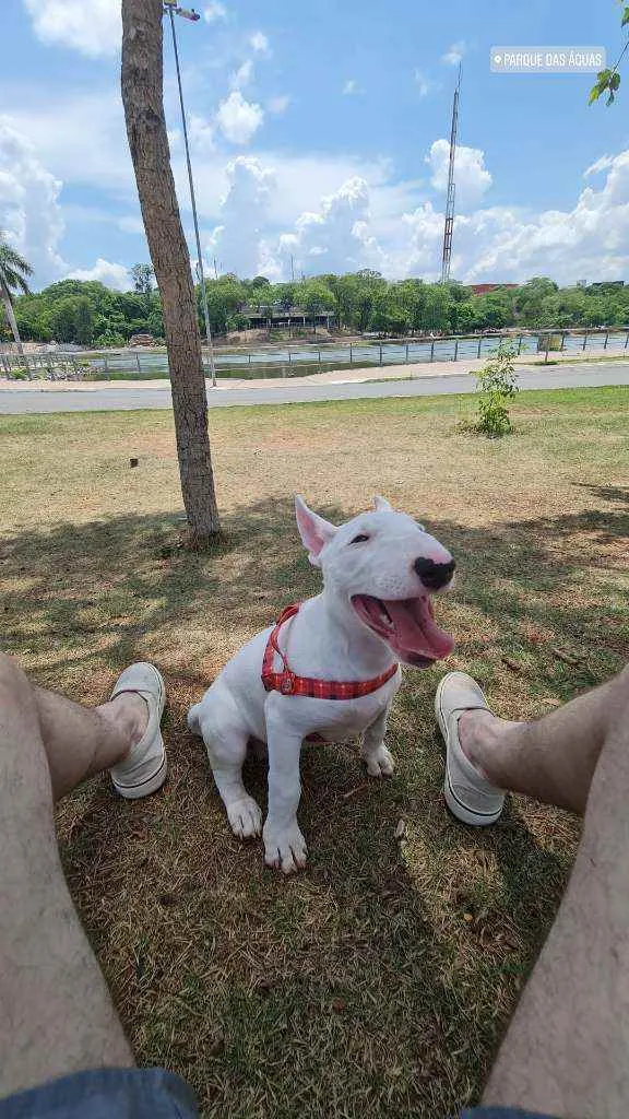 Cachorro raça Bull Terrier idade 2 a 6 meses nome Zara