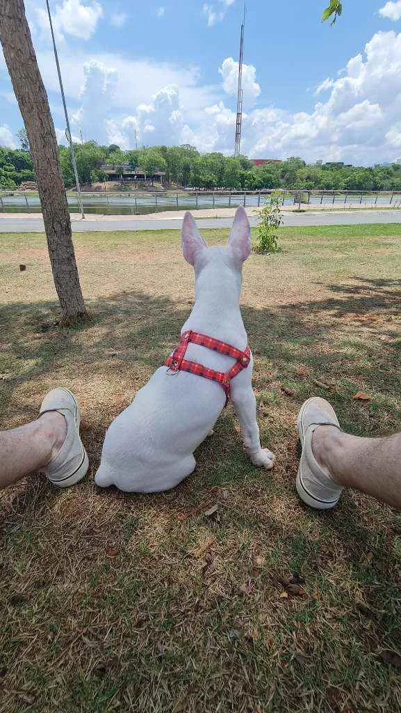 Cachorro raça Bull Terrier idade 2 a 6 meses nome Zara