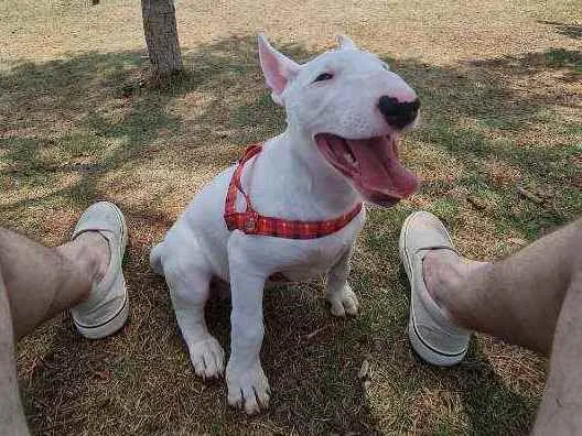 Cachorro raça Bull Terrier idade 2 a 6 meses nome Zara