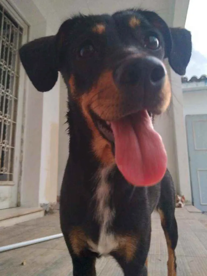 Cachorro ra a Mestiça idade 7 a 11 meses nome Erika