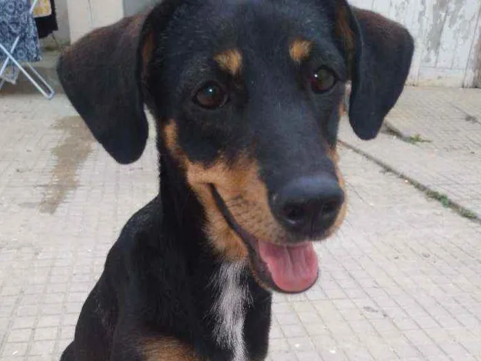 Cachorro ra a Mestiça idade 7 a 11 meses nome Erika