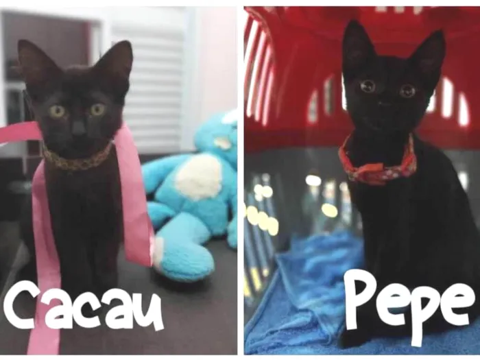 Gato ra a SRD-ViraLata idade 2 a 6 meses nome Pepe e Cacau