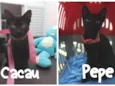 Pepe e Cacau