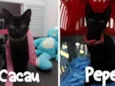 Pepe e Cacau