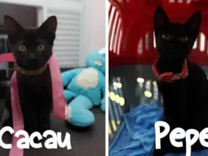 Gato raça SRD-ViraLata idade 2 a 6 meses nome Pepe e Cacau