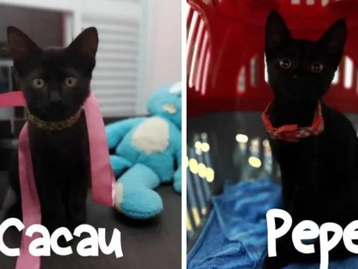 Gato ra a SRD-ViraLata idade 2 a 6 meses nome Pepe e Cacau