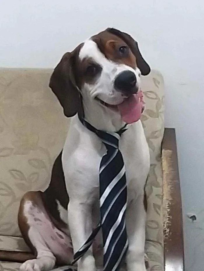 Cachorro raça Pitbull com beagle  idade 1 ano nome Drake