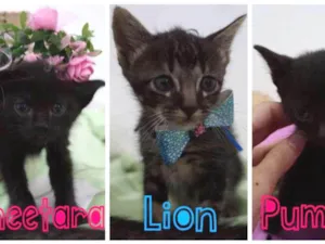 Gato raça SRD-ViraLata idade Abaixo de 2 meses nome Bebês cats