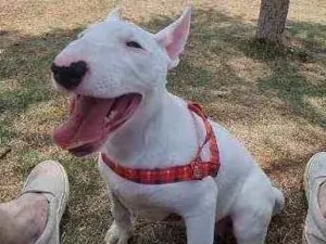 Cachorro raça Bull Terrier idade 2 a 6 meses nome Zara